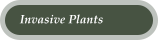 Invasive Plants