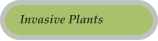 Invasive Plants